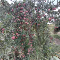سیب|خوردنی و آشامیدنی|سراب, |دیوار