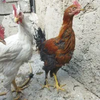 فروشی دهدشت|حیوانات مزرعه|دهدشت, |دیوار