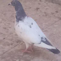 گبوتر گرفتنی شب|پرنده|خرمشهر, |دیوار