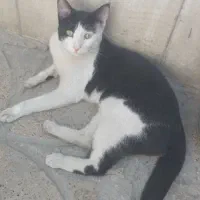 گربه گمشده|حیوانات|مشهد, نوده|دیوار