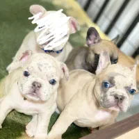 توله فرنچ بولداگ اصیل