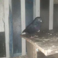 شهرک پیام|پرنده|پردیس, فاز ۳|دیوار