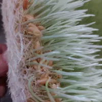 سمنو|خوردنی و آشامیدنی|کرج, برغان|دیوار