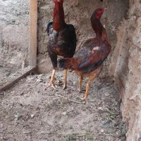 خروس ومرغ لاری