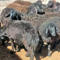 بره ماده قره قزل و قزل افشاری