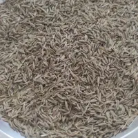 زیره سبز