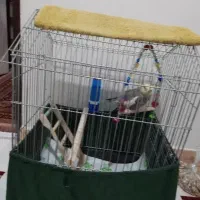 عروس هلندی نر با قفس|پرنده|قرچک, باقرآباد|دیوار