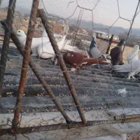 فروش کبوتر لوتی