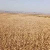 گندم کشت امسال