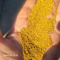 قورنقا و یونجه