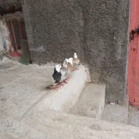 کبوتر طوقی|پرنده|هرسین, |دیوار