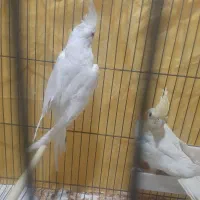 جفت عروس هلندی مولد