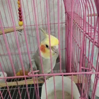 عروس هلندی پیدا شده