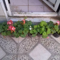 گلل|گل مصنوعی|مسجد سلیمان, |دیوار