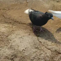 کبوتر|پرنده|ایوان, |دیوار