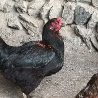 دو عددمرغ کوردی تخم گزار