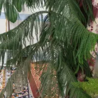 گل‌های آپارتمانی