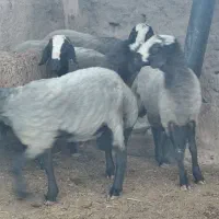بره قوچ|حیوانات مزرعه|رامند, |دیوار