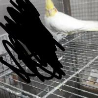 عروس هلندی و کوتوله مرغ عشق اسپانگل و انگلیسی