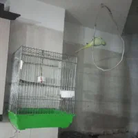 طولی ملنگو