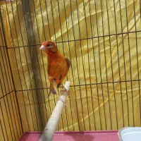 قناری ماده آماده عطیقه