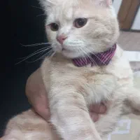 گربه ی نر ۱ ساله