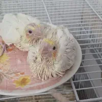 جوجه عروس هلندی لوتینو