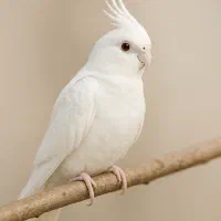 جفت عروس تمام سفید