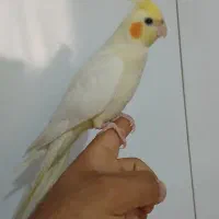 جوجه عروس لوتینو