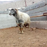 قوچ داشتی|حیوانات مزرعه|مرودشت, مجد آباد|دیوار