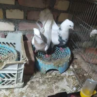 5 عددی کبوتر طوقی|پرنده|میاندوآب, |دیوار