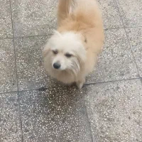 سگ ماده پامر روباهی