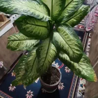 دیفن باخیا قد بلند سر حال|گل و گیاه طبیعی|مشهد, نظام دوست|دیوار