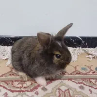 خرگوش بامزه