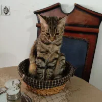 واگذااری. پیشی