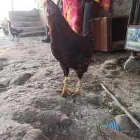 خروس محلی|حیوانات مزرعه|لاهیجان, بازکیاگوراب|دیوار