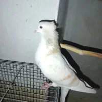 کبوتر ساده زرد کاکولی ذات ۷رنگ