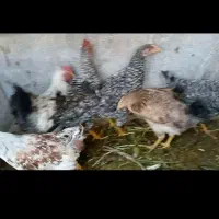 مرغ و خروس عربی