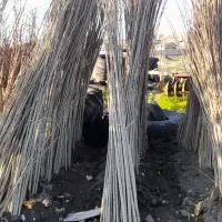 نهال گردو وصنوبر تبریزی