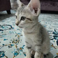 گربه واگذاری کاملا خانگی