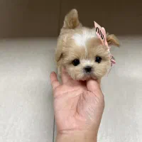 poodel|سگ|تهران, صادقیه|دیوار