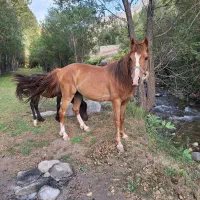 اسب نریون اخته شده. بسیار ارام .و تیز