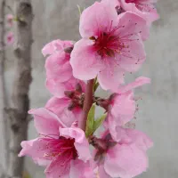 باغ  ۸۹۰ متر