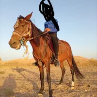 اسب مادیون