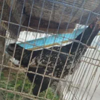 یک عدد مرغ لاری