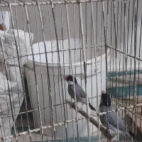 فنج بلبلی|پرنده|خرمشهر, |دیوار