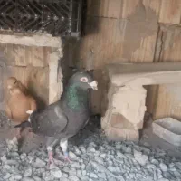 کفتر