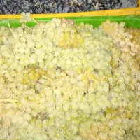 انگور