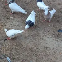 طوقی|پرنده|شوشتر, |دیوار