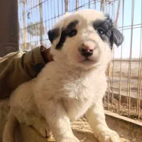 واگذاری توله سگ قدرجونی قهدریجانی